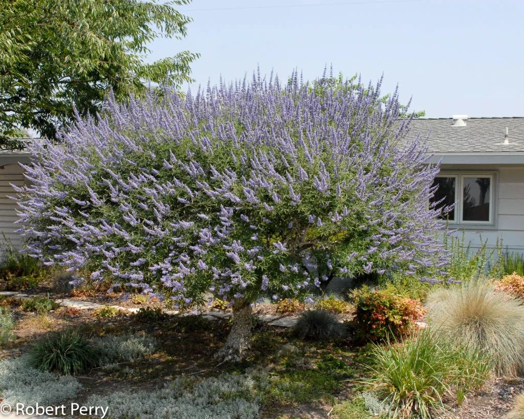 薰衣草怎么养开花图片,薰衣草门廊月季耐热耐寒吗