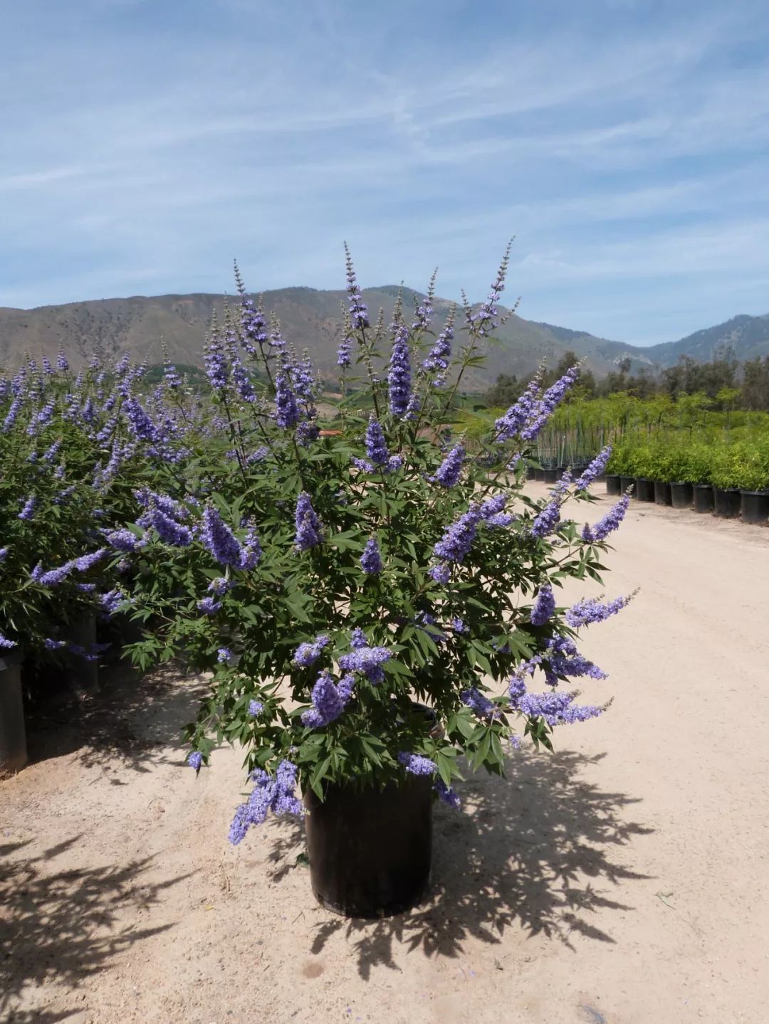 薰衣草怎么养开花图片,薰衣草门廊月季耐热耐寒吗