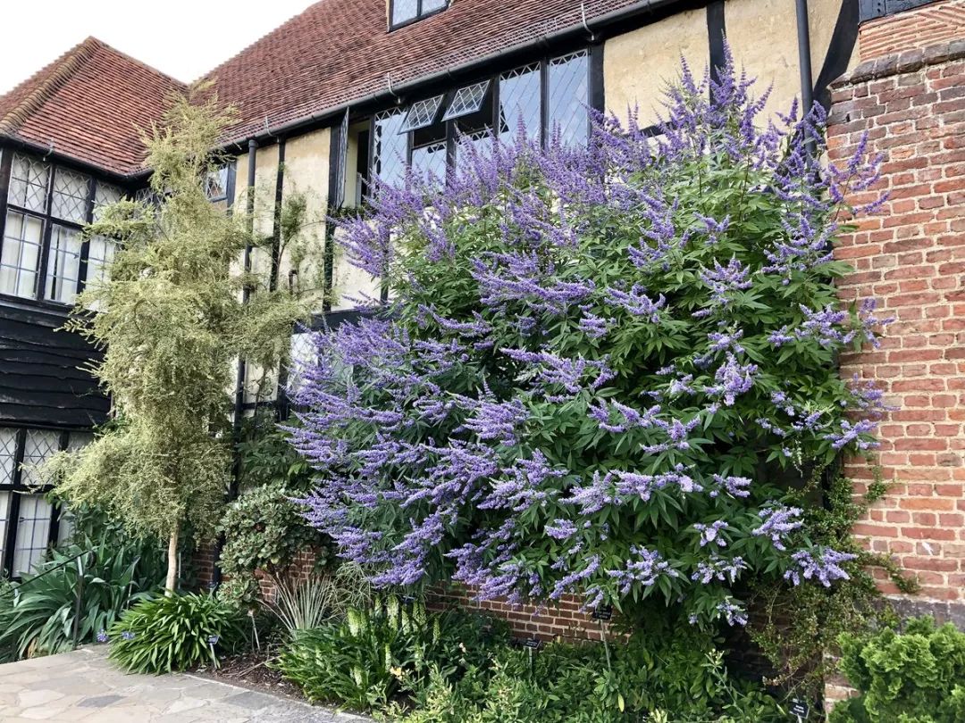 薰衣草怎么养开花图片,薰衣草门廊月季耐热耐寒吗