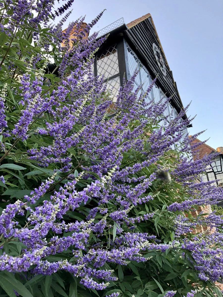 薰衣草怎么养开花图片,薰衣草门廊月季耐热耐寒吗