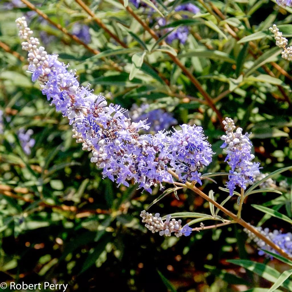 薰衣草怎么养开花图片,薰衣草门廊月季耐热耐寒吗