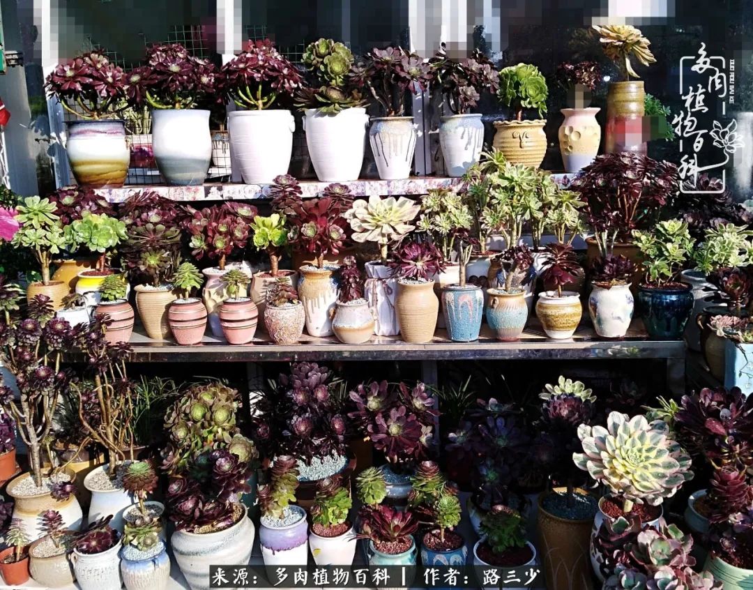 最美法师有哪些,最美法师甄姬