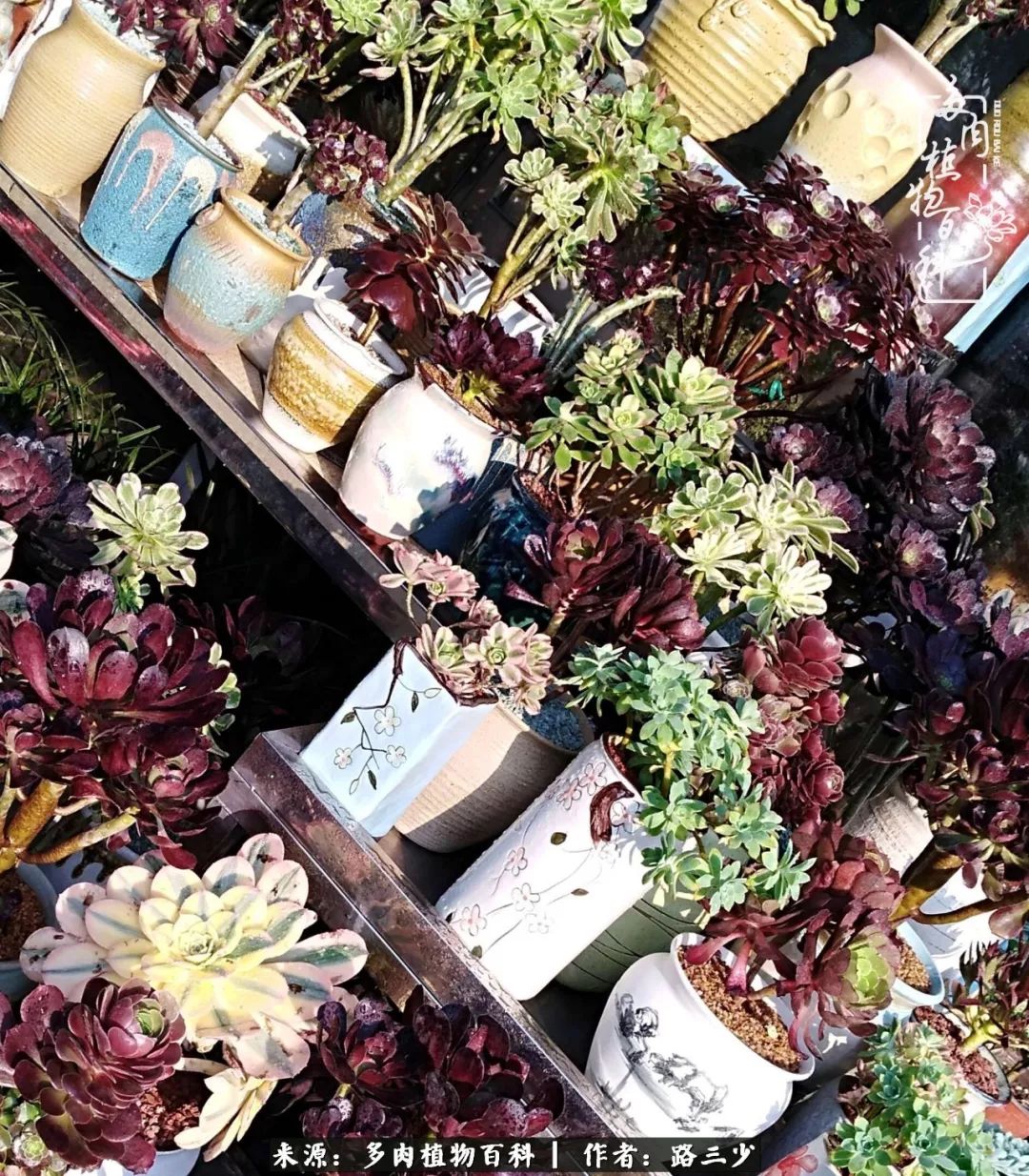 最美法师有哪些,最美法师甄姬