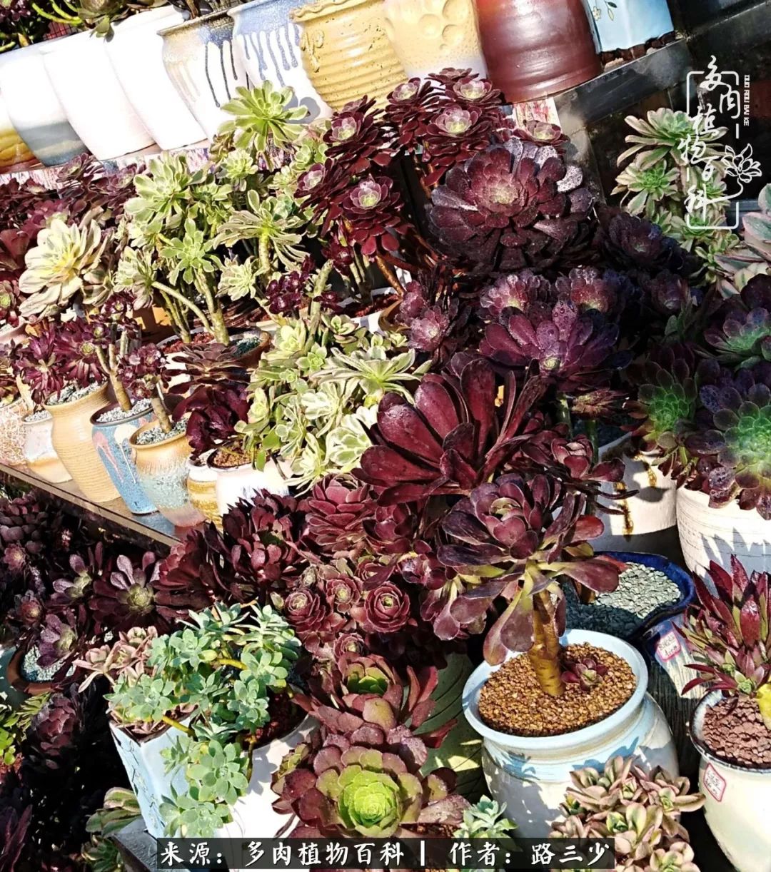 最美法师有哪些,最美法师甄姬