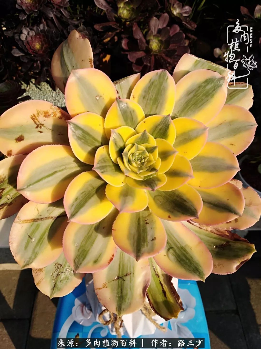 最美法师有哪些,最美法师甄姬