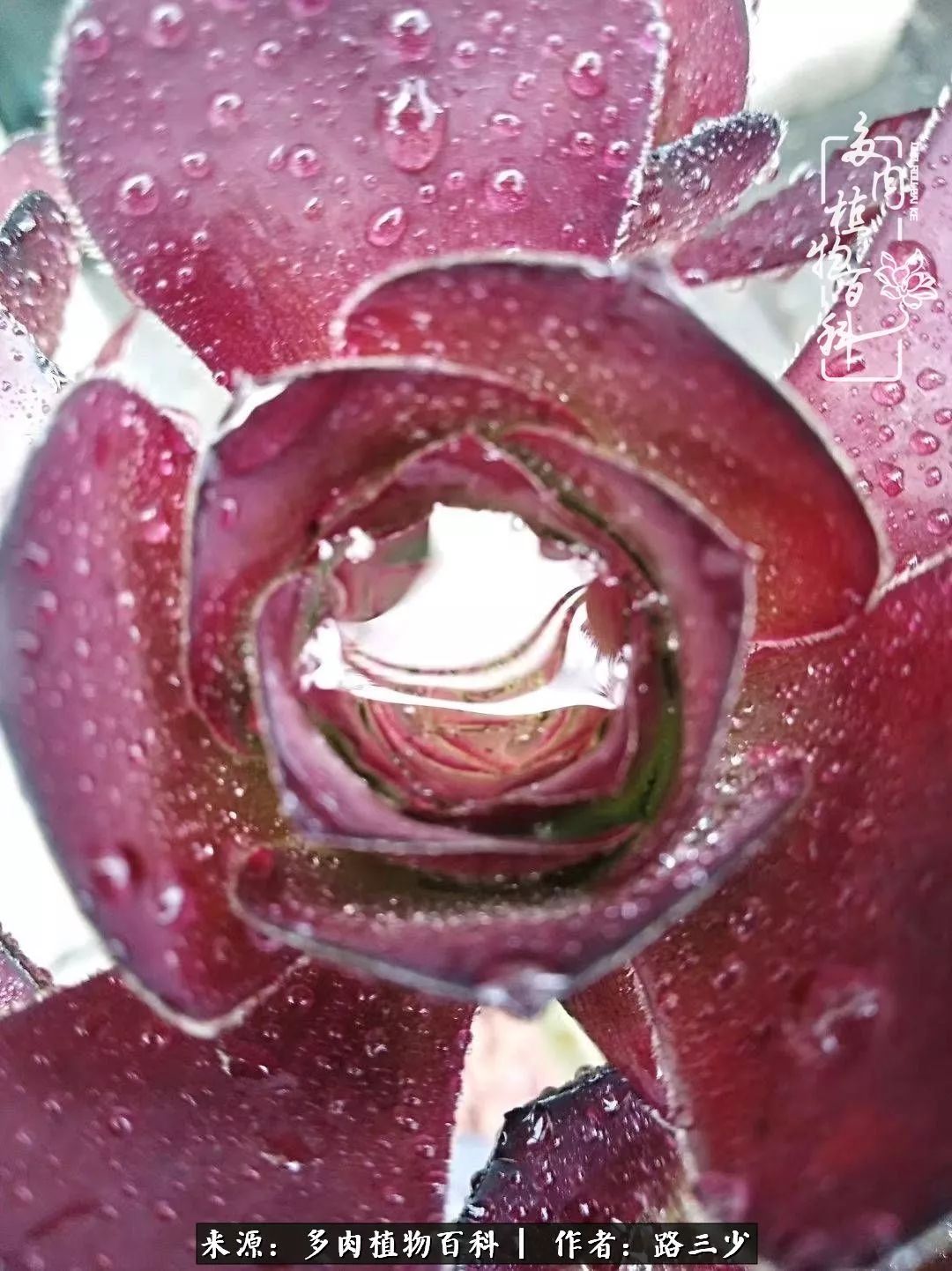 最美法师有哪些,最美法师甄姬