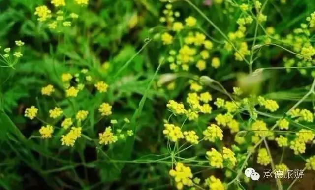 坝上草原深度游览,内蒙古坝上草原之旅