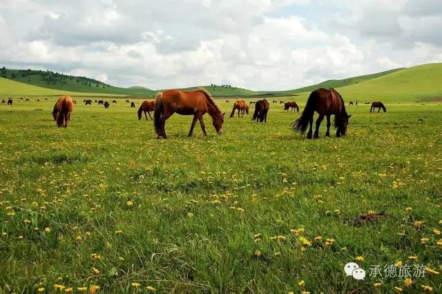 坝上草原深度游览,内蒙古坝上草原之旅