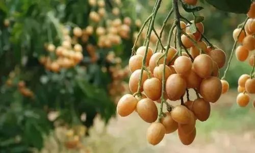 全身是宝的药,全身都是宝的种子