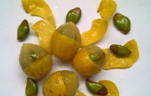 全身是宝的药,全身都是宝的种子