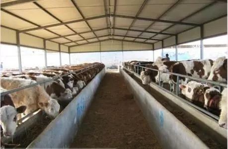 农村小规模养牛,农村小养牛场怎么经营