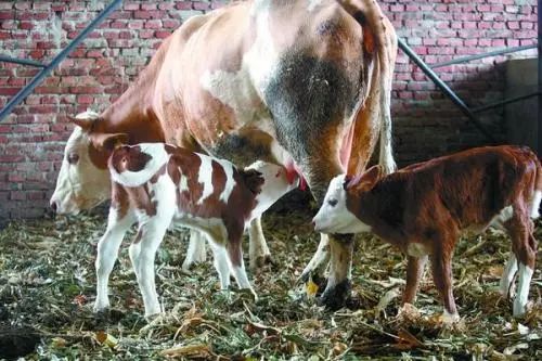 农村小规模养牛,农村小养牛场怎么经营