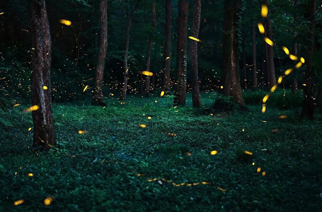 莫干山萤火虫基地住宿,莫干山云起萤光水森林萤火虫基地