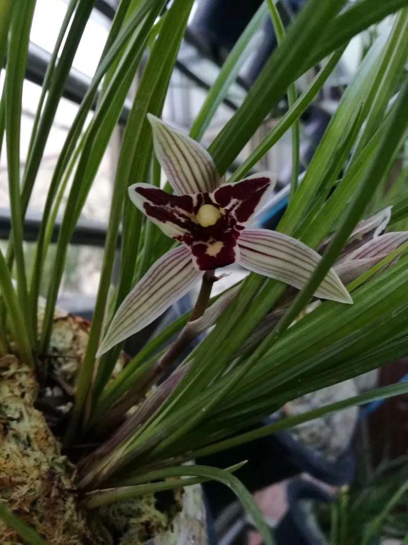 兰花烂根了怎么救视频,兰花烂根最佳补救方法