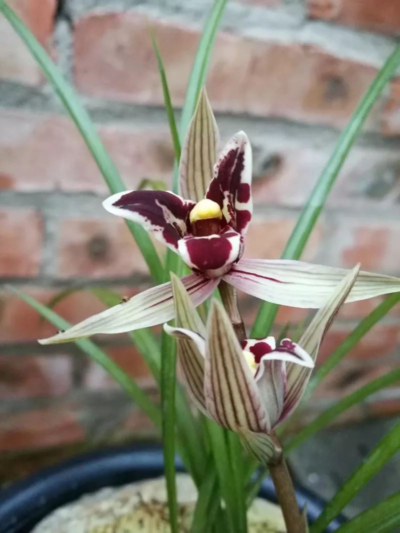 兰花烂根了怎么救视频,兰花烂根最佳补救方法