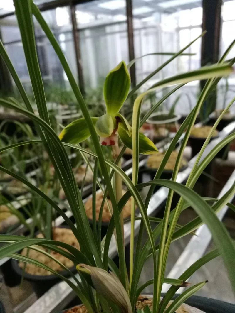 兰花烂根了怎么救视频,兰花烂根最佳补救方法