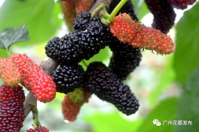 济南融创文旅城开业倒计时36天,广州花都融创文旅城c2区