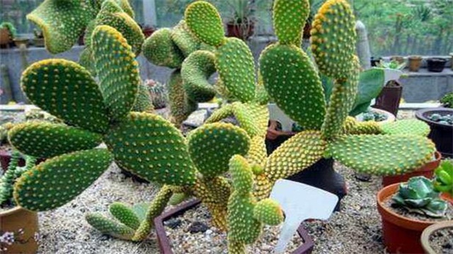 家里好养的植物有哪些,家里室内适合养的植物