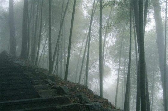 家里好养的植物有哪些,家里室内适合养的植物