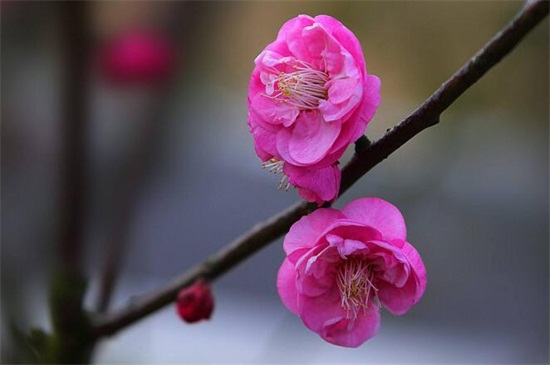 家里好养的植物有哪些,家里室内适合养的植物