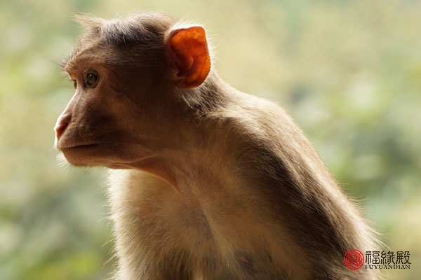 92年属猴男最佳婚配是什么,1992年男属猴的婚姻和什么相配