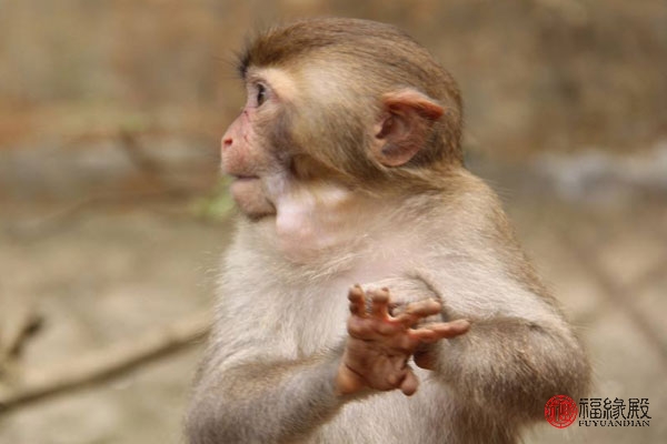 92年属猴男最佳婚配是什么,1992年男属猴的婚姻和什么相配