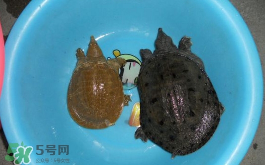 野生甲鱼和人工甲鱼区别图,西安野生的甲鱼和家养甲鱼的区别