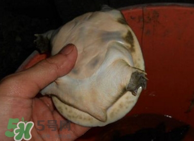 野生甲鱼和人工甲鱼区别图,西安野生的甲鱼和家养甲鱼的区别