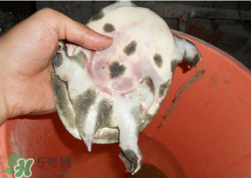 野生甲鱼和人工甲鱼区别图,西安野生的甲鱼和家养甲鱼的区别