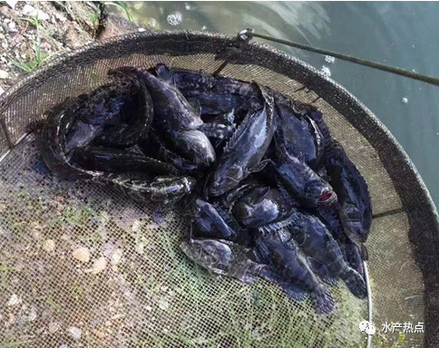 石斑鱼下半年价格会涨吗,石斑鱼的鱼苗多少钱一斤