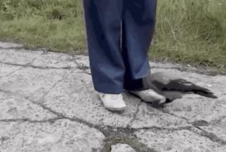 ofo戴威翻盘,ofo翻盘教程