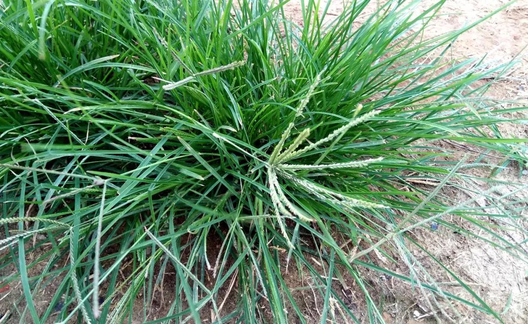 乙莠玉米苗前专用封闭除草剂,玉米封闭除草剂药害怎么缓解