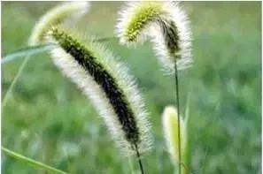 乙莠玉米苗前专用封闭除草剂,玉米封闭除草剂药害怎么缓解