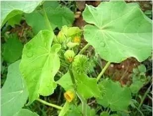 乙莠玉米苗前专用封闭除草剂,玉米封闭除草剂药害怎么缓解