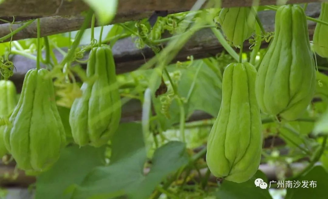 榛斿崡鑴辫传鏀诲潥涔℃潙鎸叴,鑱氱劍榛斿崡鑴辫传鏀诲潥