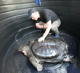 神话里最孤独强大的神兽是谁,孤独的神兽叫什么名字