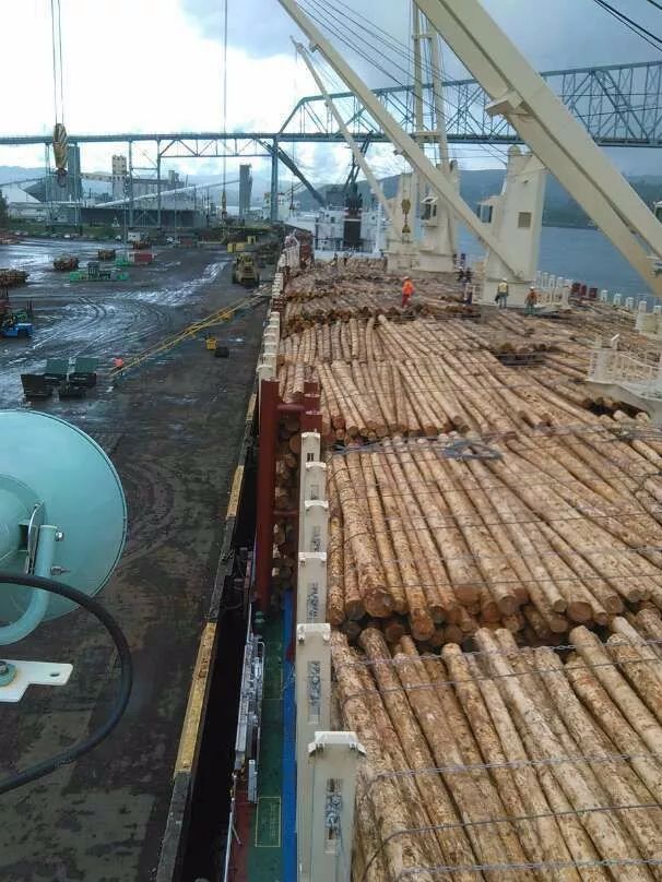 木材科普知识大全,木材海运怎么计费