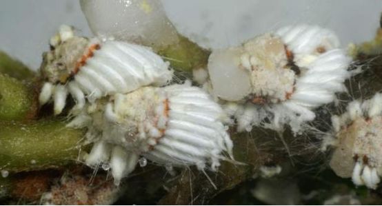 富贵树上的蚧壳虫怎样彻底消灭呢,兰花蚧壳虫什么时候杀虫比较合理