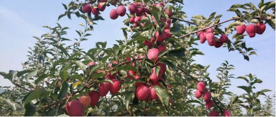 富贵树上的蚧壳虫怎样彻底消灭呢,兰花蚧壳虫什么时候杀虫比较合理