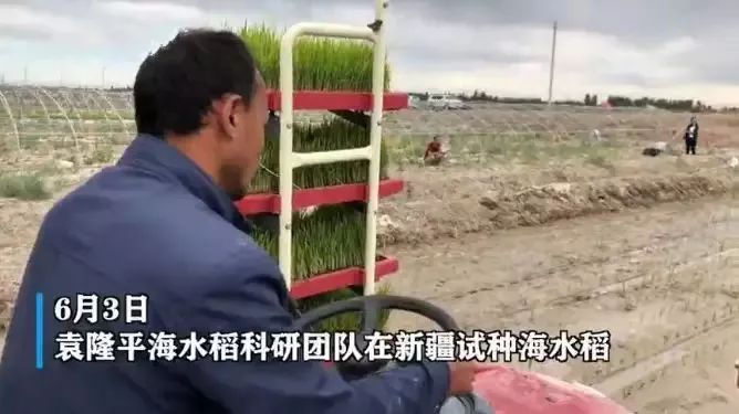 海水稻是什么农业,什么是海水稻的重要特征