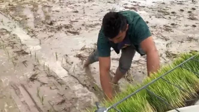 海水稻是什么农业,什么是海水稻的重要特征