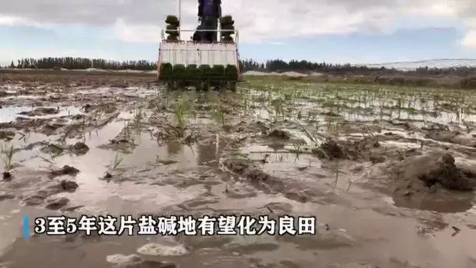 海水稻是什么农业,什么是海水稻的重要特征