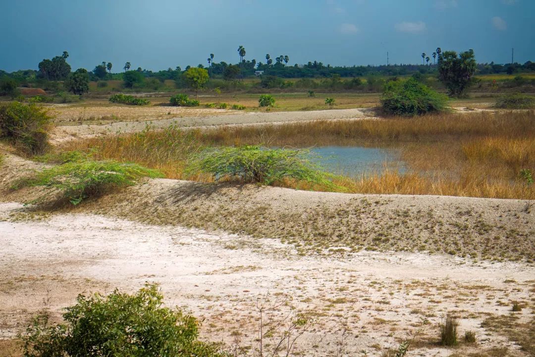 海水稻是什么农业,什么是海水稻的重要特征