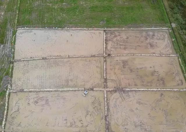 海水稻是什么农业,什么是海水稻的重要特征