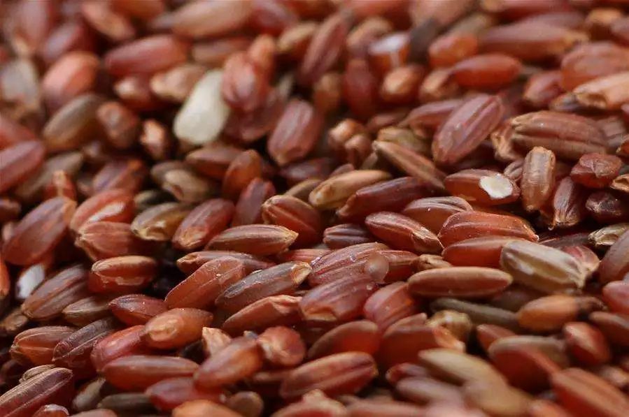 海水稻是什么农业,什么是海水稻的重要特征