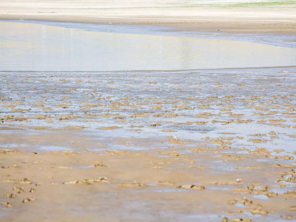 海水稻是什么农业,什么是海水稻的重要特征