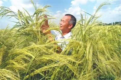 海水稻是什么农业,什么是海水稻的重要特征