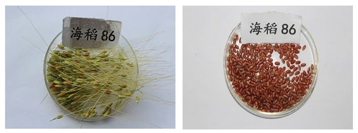 海水稻是什么农业,什么是海水稻的重要特征