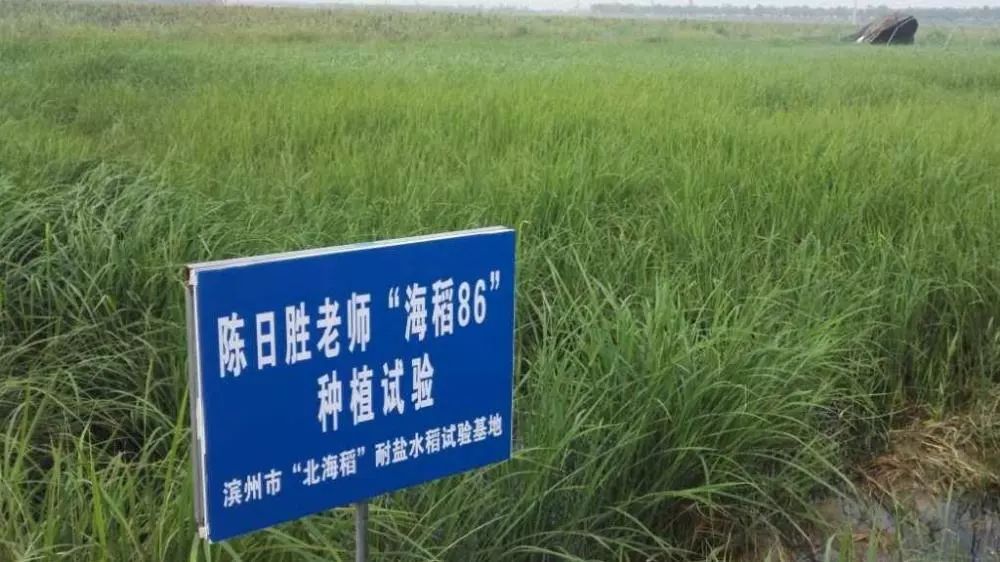 海水稻是什么农业,什么是海水稻的重要特征