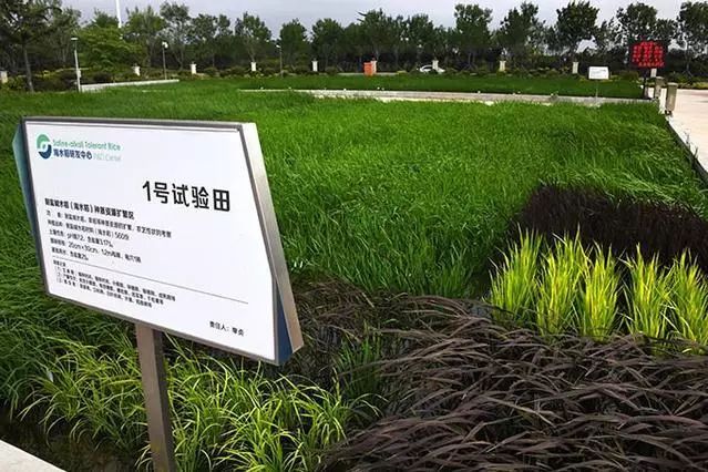 海水稻是什么农业,什么是海水稻的重要特征